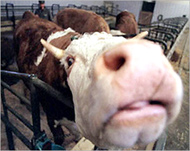 البقرة عشار وتزن 800 كلغ 