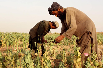 زراعة الخشاش والأفيون بأفغانستان
