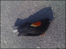 جثث الطيور ملأت جنبات البلدة الصغيرة في ولاية اركنساس