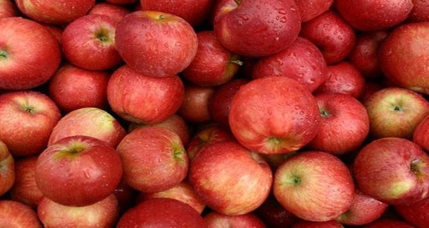 السورية للتجارة تبدأ اتخاذ الإجراءات لاستجرار موسم التفاح من الفلاحين