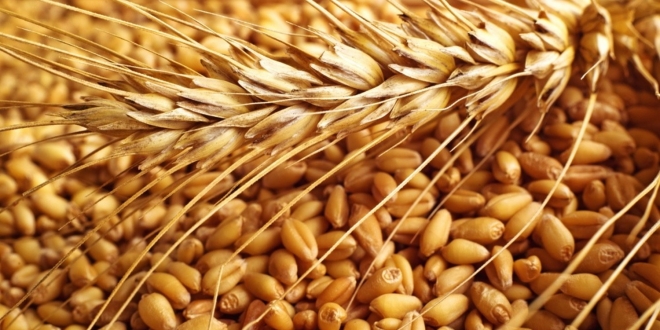 السوريون لا يأكلون طحين القمح المدوّد, وصفقة المليون طن ألغيت