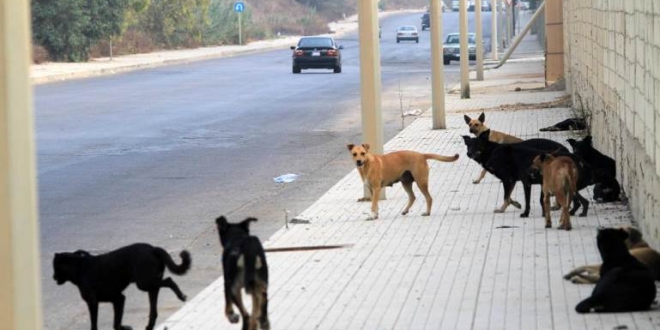 الكلاب تهاجم المواطنين بين الأبنية في ريف دمشق .. وحملات مكافحتها وعود فقط !!