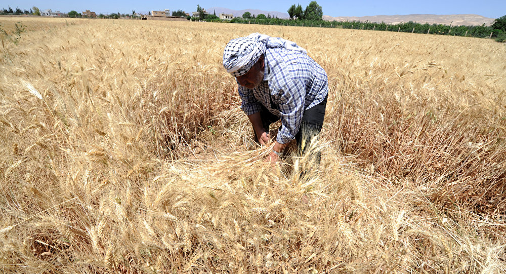 فلاحون سوريون يبيعون القمح بأونصات الذهب للحفاظ على قيم محاصيلهم