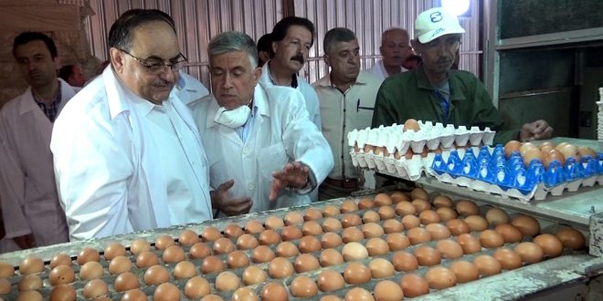 القادري: إنتاج مؤسسة الدواجن أسهم باستقرار أسعار البيض والفروج