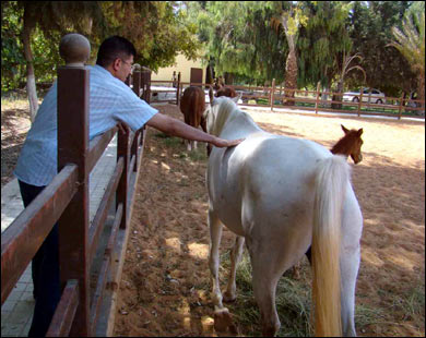 عائلات الخيول العربية بسوريا تبلغ 56