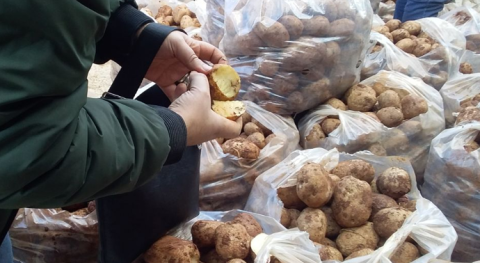 10 أطنان من البطاطا غير صالحة للاستهلاك البشري في أسواق دير الزور