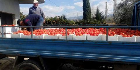السورية للتجارة تكثف عمليات استجرار البندورة من المزارعين مباشرة
