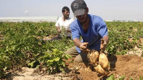 المشروع الوطني لإنتاج البطاطا الإكثارية قد ينهي استيراد البذار الأجنبي   وصل المشروع الوطني لإنتاج البطاطا الإكثارية إلى مراحل متقدمة ما قبل الأزمة، ليعود اليوم مجدداً وبخطا ثابتة وصولاً للاستغناء عن البذار الأجنبي المستورد.  وقال مدير عام مؤسسة إكثار البذار وائل الطويل بإنه تمت زراعة ١٣٤٠ دونماً مع المتعاقدين من الفلاحين لزراعة الحقول المفتوحة حاجة كل دونم منها حوالي ٣٠٠ كيلو غرام من مرتبة إيليت ، ومن المتوقع أن تعطي إنتاجاً يصل إلى ٣٠٠٠ طن .  ورأى أن المضي قدماً في التركيز على المشروع الوطني لإنتاج بذار ا