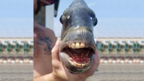  سمكة ذات أسنان بشرية