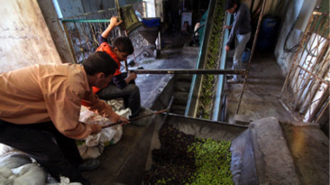 عمال فلسطينيون يصنعون الزيت في الضفّة أول من أمس