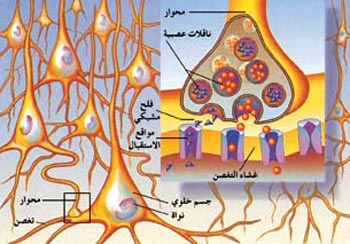 تخزين المعلومات وسرعة استدعائها يوفر الطاقة والوقت