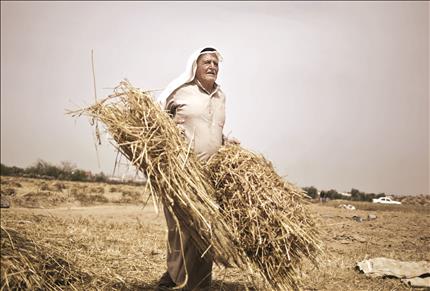 فلسطيني يحصد القمح قرب خان يونس في جنوب قطاع غزة أمس (ا ب ا) 