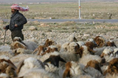 خسرت البلاد ما بين 15 و20 في المئة من ثروتها الحيوانية (مروان طحطح) 