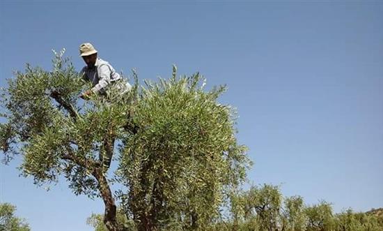 نضال معتلياً شجرة الزيتون