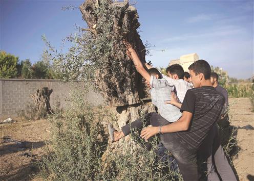 شبان يقتلعون شجرة زيتون لتحويلها الى حطب (ا ب ا)