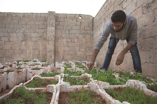 شاب سوري يزرع بعض النباتات على سطح منزله في الكلاسة في حلب الشرقية نهاية شهر تشرين الأول الماضي (أ ف ب)