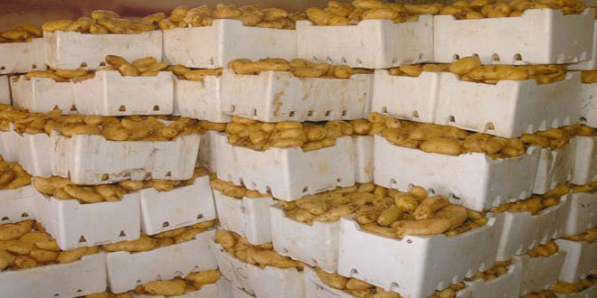 فرع المؤسسة السورية للتجارة بحماة يستجر محصول البطاطا من مزارعي المحافظة