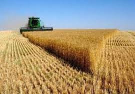 ارتفاع محصول القمح 12%﻿