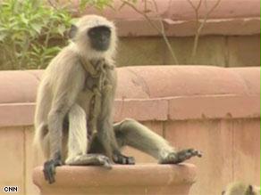 أحد القرود يجلس في زاوية من شارع في دلهي