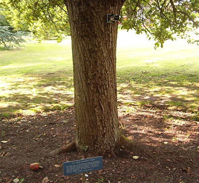 شجرة نيوتن