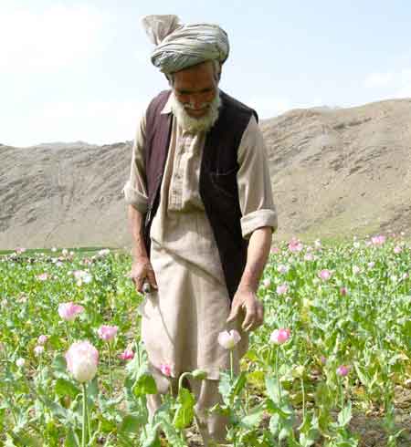 مزارع افغاني يتفقد حقول الخشخاش بعد ان ازدهرت تجارة الافيون هناك.