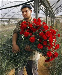 مزارع من غزة يقطف أزهار قرنفل، استعداداً لتصديرها إلى أوروبا