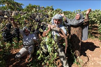مزارعون فلسطينيون ينقلون أشجاراً من العنب قام مستوطنون بقطعها قرب الخليل في الضفة الغربية أمس